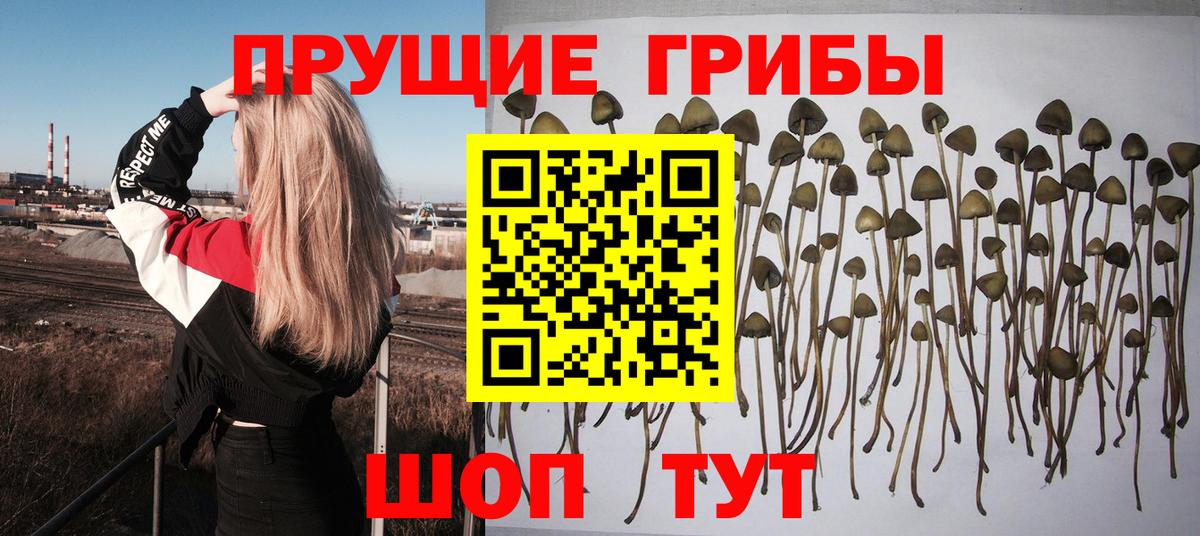 Зеленодольск  Псилоцибиновые грибы прущие грибы  где продают   Вход с VPN 
